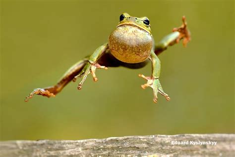 Frog Karate Master Funny Frog Pictures Funny Frogs Frog Pictures
