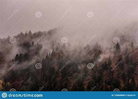 Fog Above Pine Forests Dense Pine Forest In Morning Mist Stock Photo