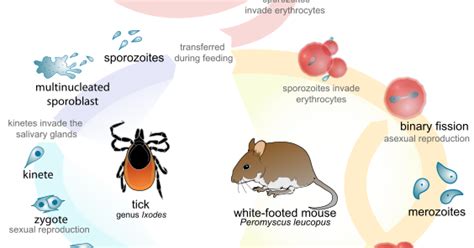 When Life Gives You Lyme Babesia And Lyme Disease