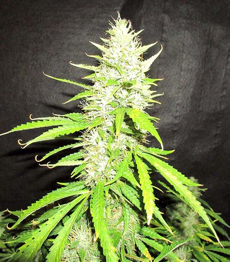 Northern Lights Autoflower Feminized Seeds For Sale Information And
