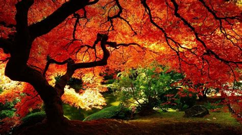 Maple Tree Wallpapers Top Free Maple Tree Backgrounds Wallpaperaccess