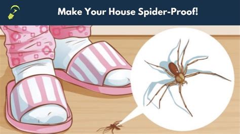 10 Things You Can Use To Get Rid Of Spiders At House Naturally
