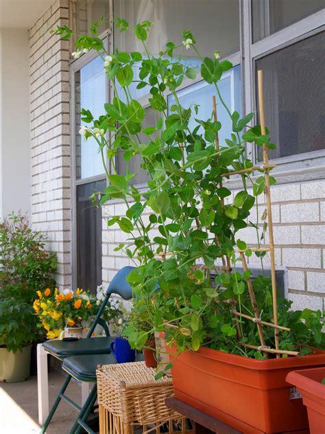 Toronto Balcony Gardening Snap Peas Growing Like Crazy Supported By Trellis In A Container