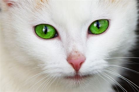 The Most Beautiful 10 Eyes For Cats Life Cats