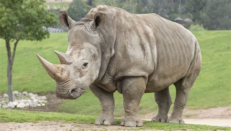 Header Here The Southern White Rhinoceros Was A