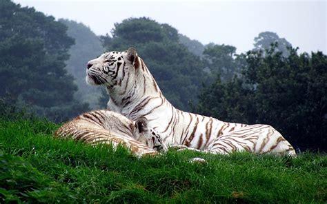 Hd Wallpaper Nature Tiger Big Cats White Tigers Animals