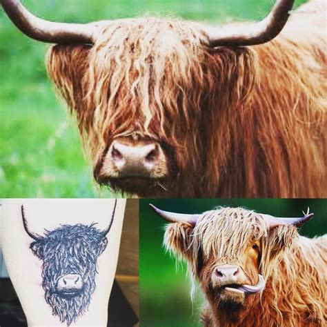 Tattoo 8 Highland Cow Done By Jamie In Hepcat May 11 2016 Cnj