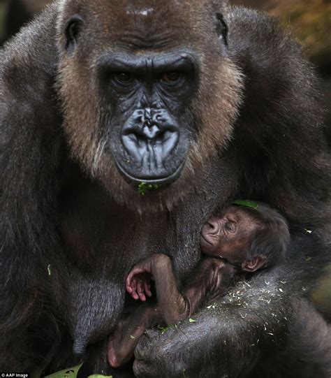 Baby Gorilla Born At Taronga Zoo Oversixty