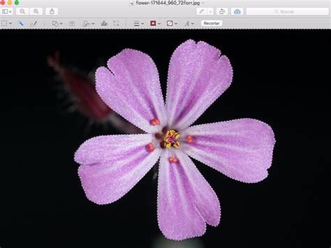 4 beste hintergrund entferner für mac. Entfernen Sie den Hintergrund eines Fotos mit der Vorschau ...