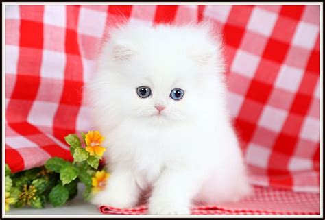Cashmere White Teacup Persian Kittenpre Loved Persian Kittens For Sale