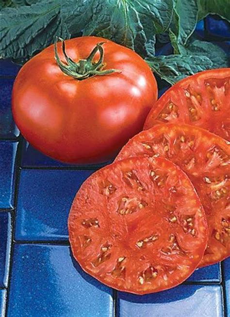 Tomato Beefmaster Green Valley Garden Centre