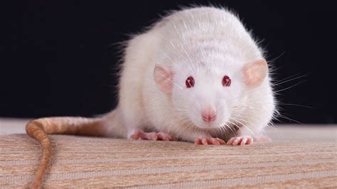 This is a very important consideration, because all pets require some carefully considered your reasons for getting a pet, and the answer to the question what pet is right. Facts & Myths | Pet Rats - YouTube
