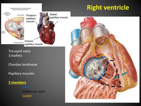 Ppt Anatomy And Physiology Of The Heart Embryology Of Normal Heart