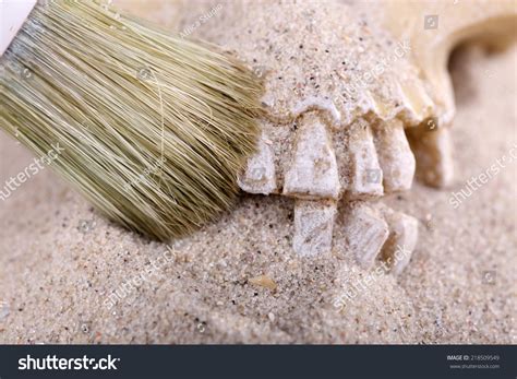 Human Skull Sand Brush Closeup Stock Photo Edit Now 218509549