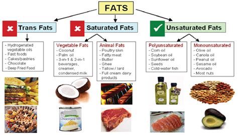 Different Fats Saturated Monounsaturated Polyunsaturated Essential