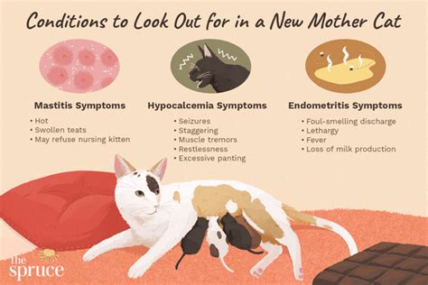 How To Treat Mastitis In Cats