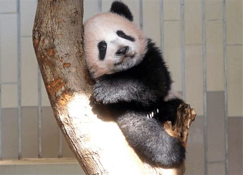 Bebé Panda Xiang Xiang Hace Una Aparición Especial En Zoo De Tokio N