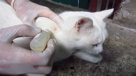 The animal is plagued with however, the fungus can appear florescent when viewed under a black light.other methods of. White cat with ringworm and fleas - YouTube