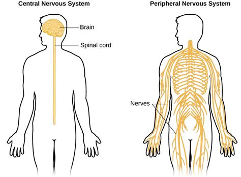 Put simply, the cns is the supreme command center of the body. Contemporary Psychology | Introduction to Psychology