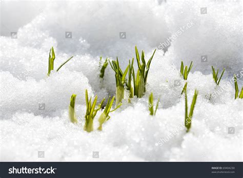 First Flowers Of Spring Growing Through Snow Stock Photo
