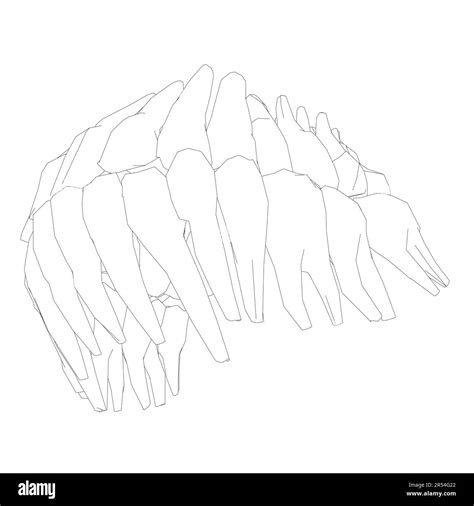 Teeth Contour Hand Drawn Different Types Of Human Tooth Collection