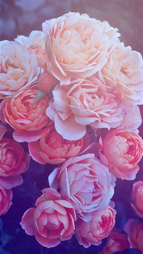 Rose Gold Desktop Background Floral Viral Update