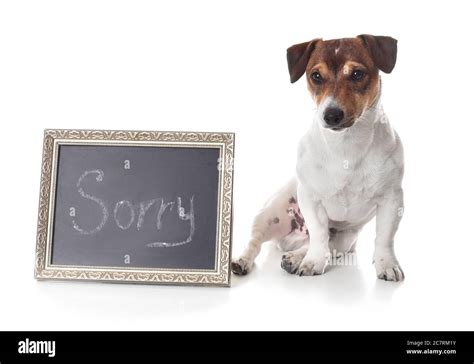 Cute Dog And Chalkboard With Word Sorry On White Background Stock Photo