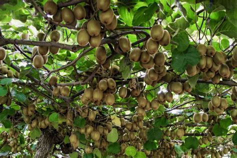 Kiwifruit Plant Care Growing Guide