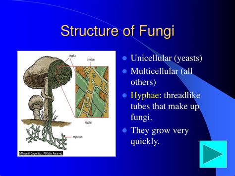 Ppt Fungi Powerpoint Presentation Free Download Id5129954