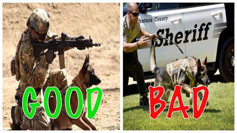 The Importance Of A Tactically Trained K9 Explained In Detail Youtube