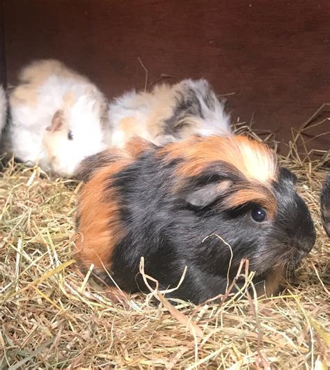 Male Guinea Pigs 8 Weeks Old In March Cambridgeshire Gumtree
