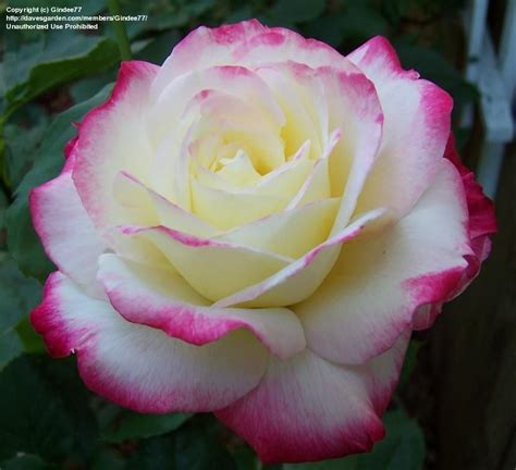 My Most Fragrant Rose Hybrid Tea Roses Rose Beautiful