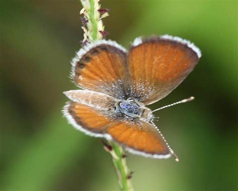 Western Pygmy Blue Brephidium Exile Bugguidenet