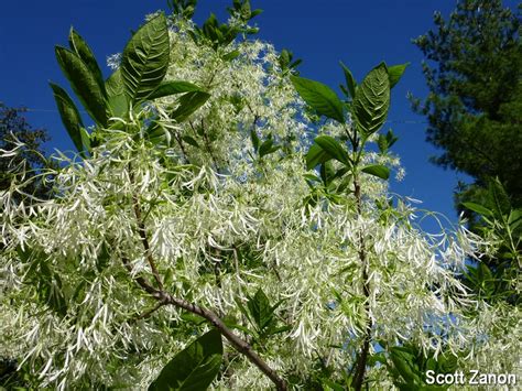 The Lovely Season Of White Fringetree Bygl