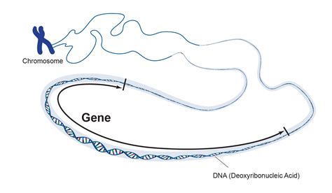 Intro To Genetics And Heredity Dna Genes Chromosomes Mitosis And Meiosis