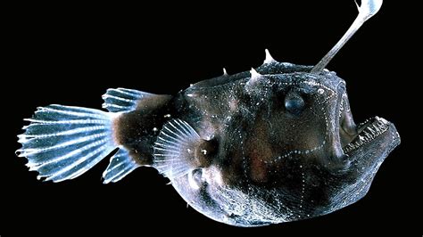 Angler Fish Facts For Kids Fish Choices