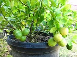Jika dengan melakukan penyiraman satu kali sehari sudah membuat tanah dalam pot cukup lembab, jangan lakukan penyiraman lebih dari satu kali sehari. Cara Menanam Jeruk Nipis dalam Pot - Tabulampot Jeruk ...