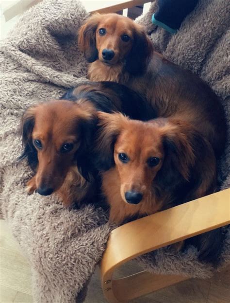 Red Miniature Long Haired Dachshunds Long Haired Dachshund Clever