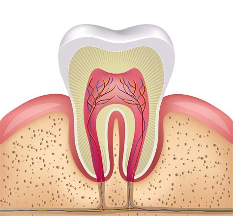 Pérdida Del Nervio Dental En Qué Consiste Y Cuál Es El Tratamiento