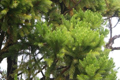 Dacrydium Podocarpaceae