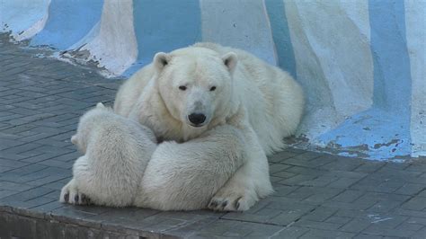 Gerda The Polar Bear Embracing Her Twin Cubs At Novosibirsk Zoo Russia