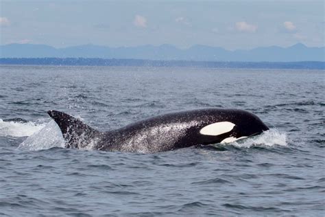 Study Shows How Pcbs Are Threatening The Worlds Killer Whales