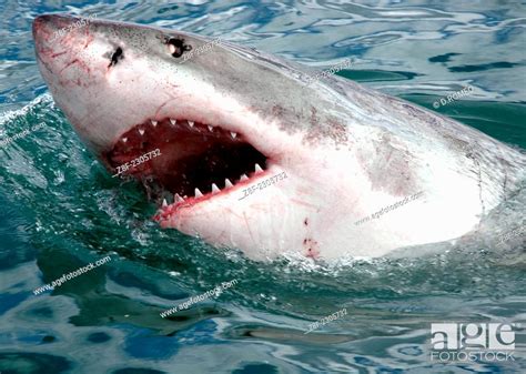 Great White Shark South Africa Stock Photo Picture And Rights