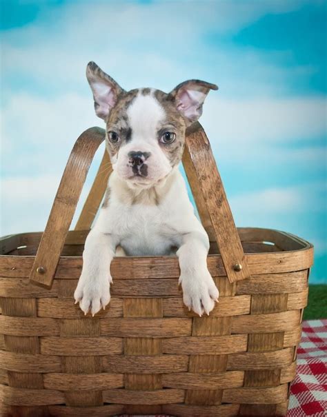 Frenchton A French Bulldog And Boston Terrier Mix Owners Guide All