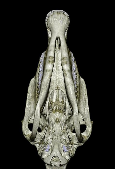 Underside Of A Horses Skull Photograph By Anders Persson Cmiv Fine