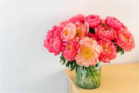Pink Hawaiian Coral Peony 🌸 🏝 Experience The Tropical Allure And