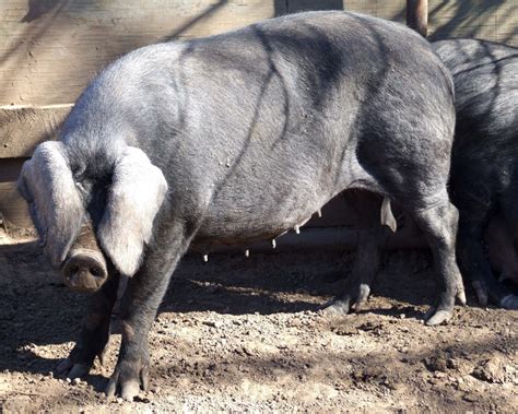 Large Black Pig The Livestock Conservancy