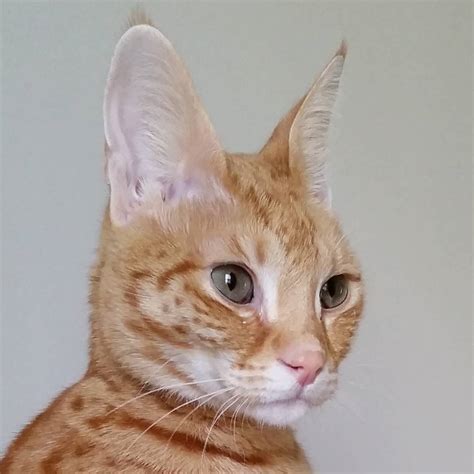 If you want an exotic house cat with a wild look and an entirely domestic lineage, look no farther than the ocicat. Top 10 Exotic House Cats of Instagram - Celebrity Pet Worth