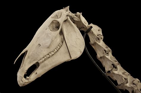 Horse Skull Horse Bones Animal Skeletons
