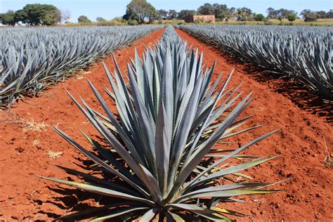 How Is Tequila Made Wine And Spirit International